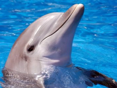 Η Greenpeace καλεί την ελληνική κυβέρνηση